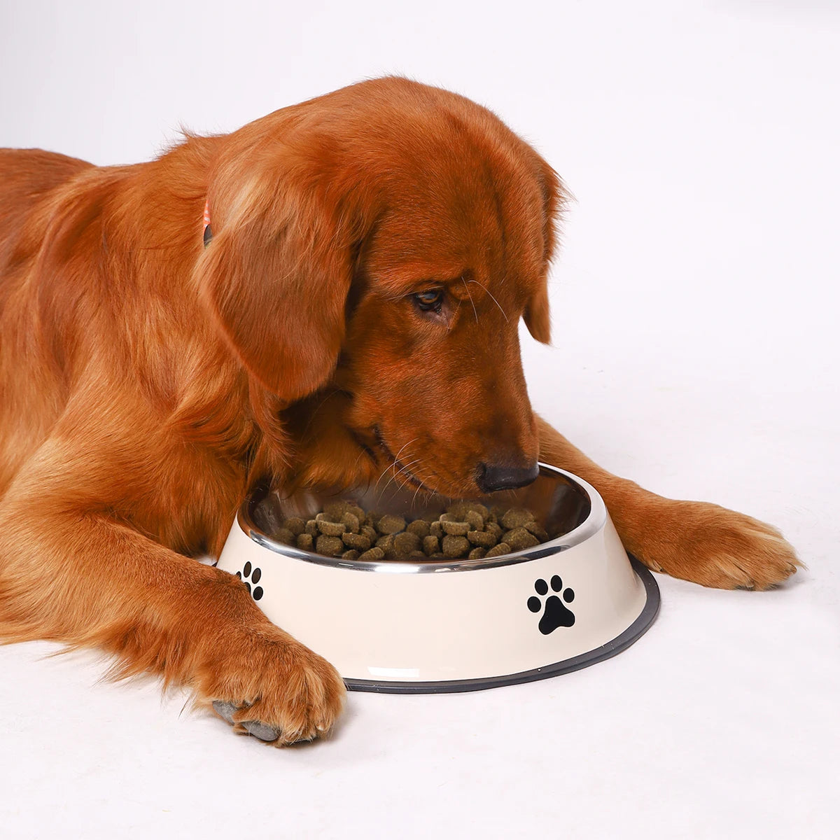 Diva Claws™ Pet Food – Stainless Steel Bowl