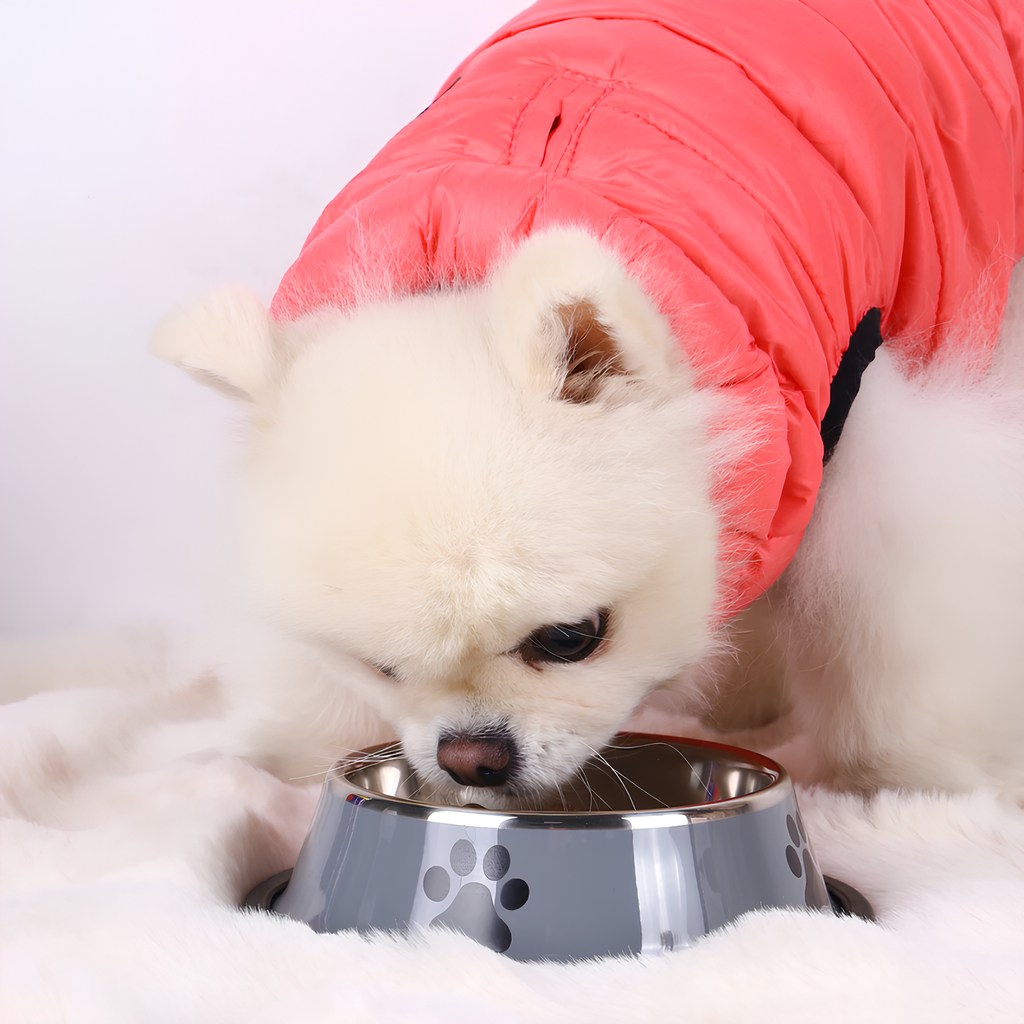 Diva Claws™ Pet Food – Stainless Steel Bowl